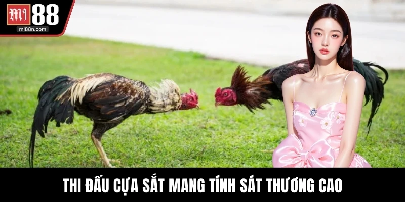 Thi đấu cựa sắt mang tính sát thương cao